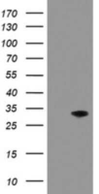 Western Blot: PNPO Antibody (OTI1G9)Azide and BSA Free [NBP2-73509]