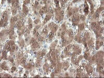 Immunohistochemistry: PNPO Antibody (OTI1G9) [NBP2-45361]