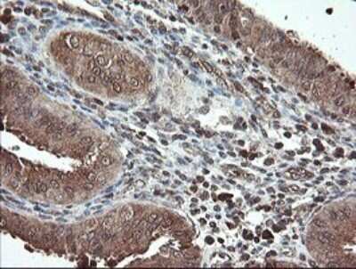 Immunohistochemistry: PNPO Antibody (OTI1G9) [NBP2-45361]