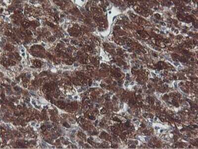Immunohistochemistry: PNPO Antibody (OTI1H9) - Azide and BSA Free [NBP2-73508]