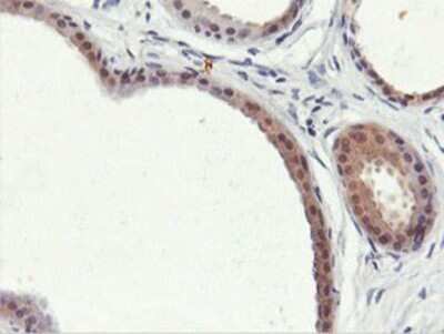 Immunohistochemistry: PNPO Antibody (OTI1H9) - Azide and BSA Free [NBP2-73508]