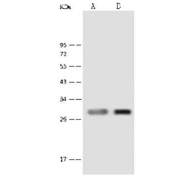 Western Blot: PNPO Antibody [NBP2-99599]