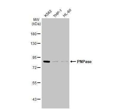 Western Blot: PNPT1 Antibody (4C11) [NBP2-43725]