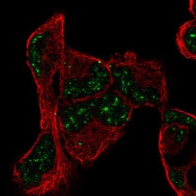 Immunocytochemistry/ Immunofluorescence: PNRC1 Antibody [NBP2-56540]