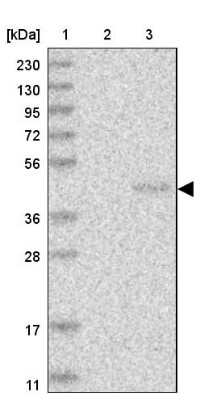 Western Blot: PNRC1 Antibody [NBP1-90837]