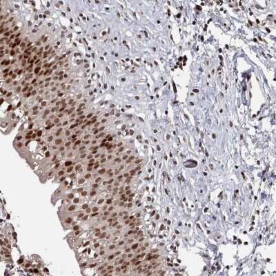 Immunohistochemistry-Paraffin: PNRC2 Antibody [NBP2-46721]