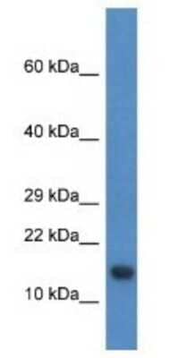 Western Blot: PNRC2 Antibody [NBP1-74252]