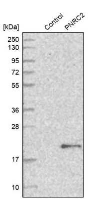 Western Blot: PNRC2 Antibody [NBP1-86384]