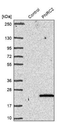 Western Blot: PNRC2 Antibody [NBP2-46721]