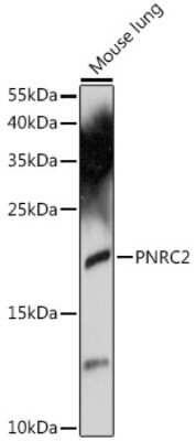 Western Blot: PNRC2 AntibodyAzide and BSA Free [NBP2-94648]