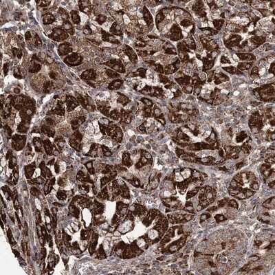 Immunohistochemistry-Paraffin: POC5 Antibody [NBP1-86772]