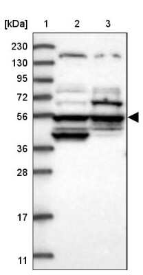 Western Blot: POC5 Antibody [NBP1-86772]