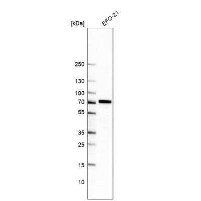 Western Blot: POC5 Antibody [NBP2-76534]