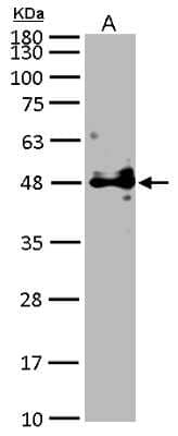 Western Blot: Protein O-Fucosyltransferase 1/POFUT1 Antibody [NBP2-19882]
