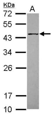 Western Blot: Protein O-Fucosyltransferase 1/POFUT1 Antibody [NBP2-19882]