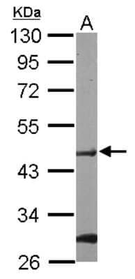 Western Blot: Protein O-Fucosyltransferase 1/POFUT1 Antibody [NBP2-19882]