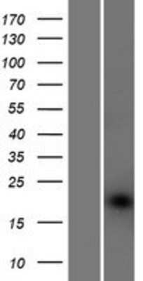 Western Blot: Protein O-Fucosyltransferase 1/POFUT1 Overexpression Lysate [NBP2-05172]