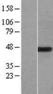 Western Blot: Protein O-Fucosyltransferase 1/POFUT1 Overexpression Lysate [NBP2-07188]