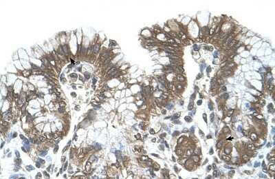 Immunohistochemistry-Paraffin: POFUT2 Antibody [NBP1-58053]