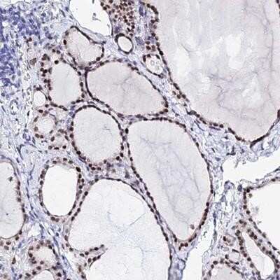 Immunohistochemistry-Paraffin: POFUT2 Antibody [NBP1-92279]