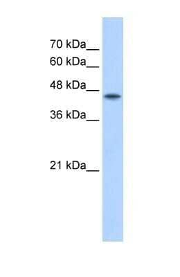 Western Blot: POFUT2 Antibody [NBP1-58053]