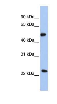 Western Blot: POFUT2 Antibody [NBP1-58054]