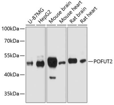 Western Blot: POFUT2 AntibodyAzide and BSA Free [NBP2-93894]