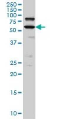 Western Blot: POGK Antibody (1A9) [H00057645-M01]