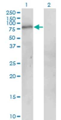 Western Blot: POGK Antibody (1A9) [H00057645-M01]