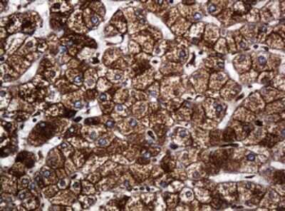 Immunohistochemistry: POGK Antibody (OTI6D5) [NBP2-45364]