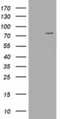 Western Blot: POGK Antibody (OTI6D5) [NBP2-45364]