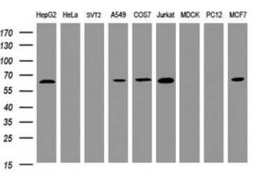 Western Blot: POGK Antibody (OTI6D5) [NBP2-45364]