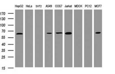 Western Blot: POGK Antibody (OTI6D5)Azide and BSA Free [NBP2-73513]