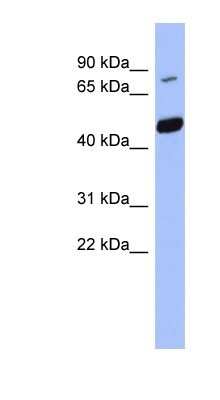 Western Blot: POGK Antibody [NBP1-80336]