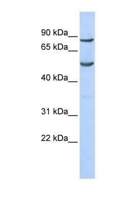 Western Blot: POGK Antibody [NBP1-80337]