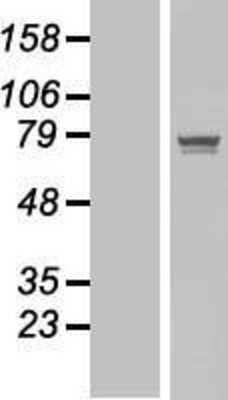 Western Blot: POGK Overexpression Lysate [NBP2-06971]