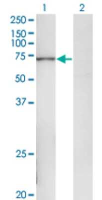 Western Blot: POLA2 Antibody (2A8) [H00023649-M02]