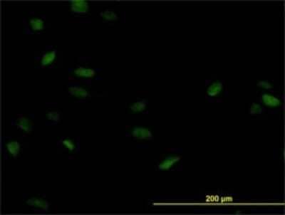 Immunocytochemistry/ Immunofluorescence: POLA2 Antibody (2F11) [H00023649-M01]