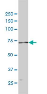 Western Blot: POLA2 Antibody (2F11) [H00023649-M01]