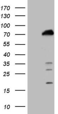 Western Blot: POLA2 Antibody (OTI3F2) [NBP2-45365]