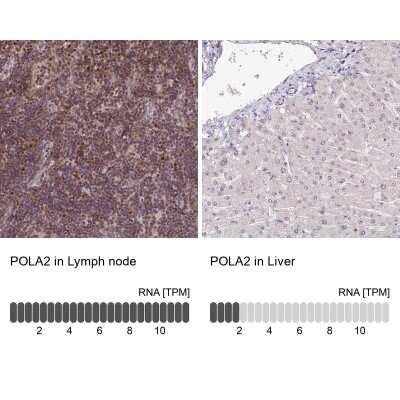 Immunohistochemistry-Paraffin: POLA2 Antibody [NBP1-82139]