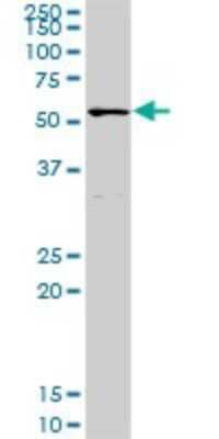 Western Blot: POLA2 Antibody [H00023649-D01P]