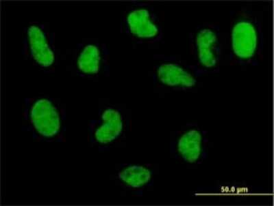 Immunocytochemistry/ Immunofluorescence: POLD3 Antibody (3E2) [H00010714-M01]