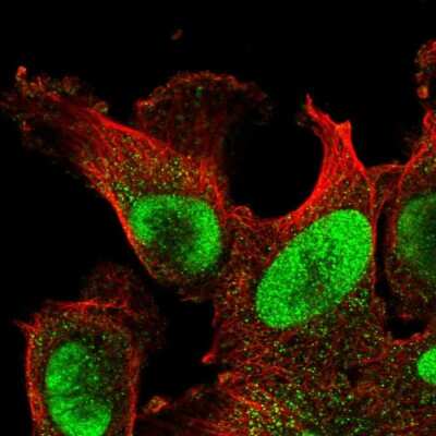 Immunocytochemistry/ Immunofluorescence: POLD3 Antibody [NBP2-38862]