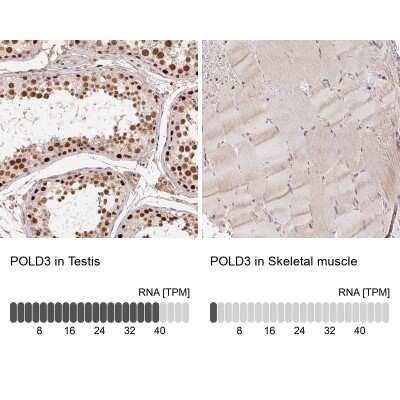 Immunohistochemistry-Paraffin: POLD3 Antibody [NBP2-38862]
