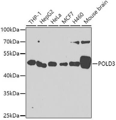 Western Blot: POLD3 AntibodyBSA Free [NBP2-93032]