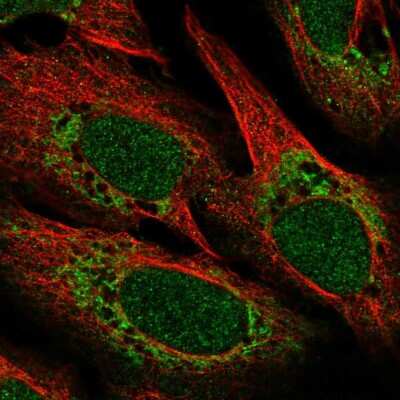 Immunocytochemistry/ Immunofluorescence: POLD4 Antibody [NBP2-57603]