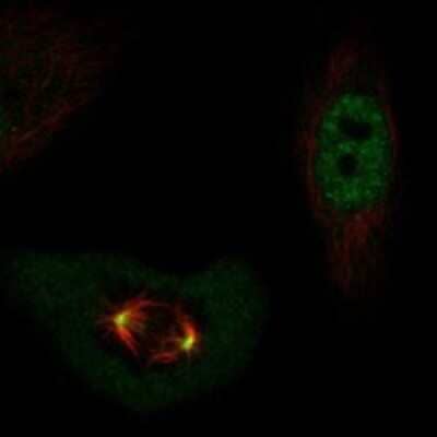 Immunocytochemistry/ Immunofluorescence: POLD4 Antibody [NBP3-17293]