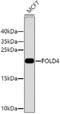 Western Blot: POLD4 AntibodyBSA Free [NBP2-94725]