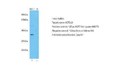 Western Blot: POLDIP1 Antibody [NBP1-80103]